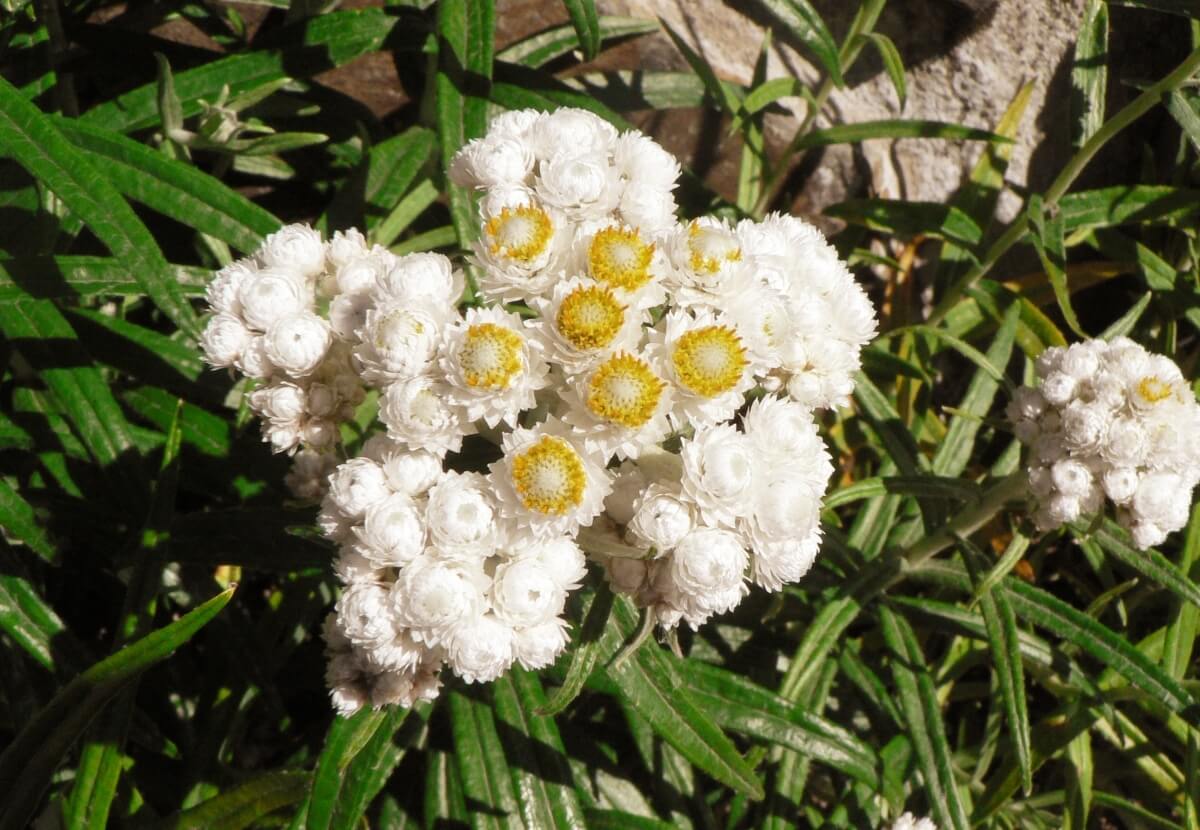Pearly Everlasting is a host plant for the larvae of American Lady butterflies. Photo: Marc Kummel