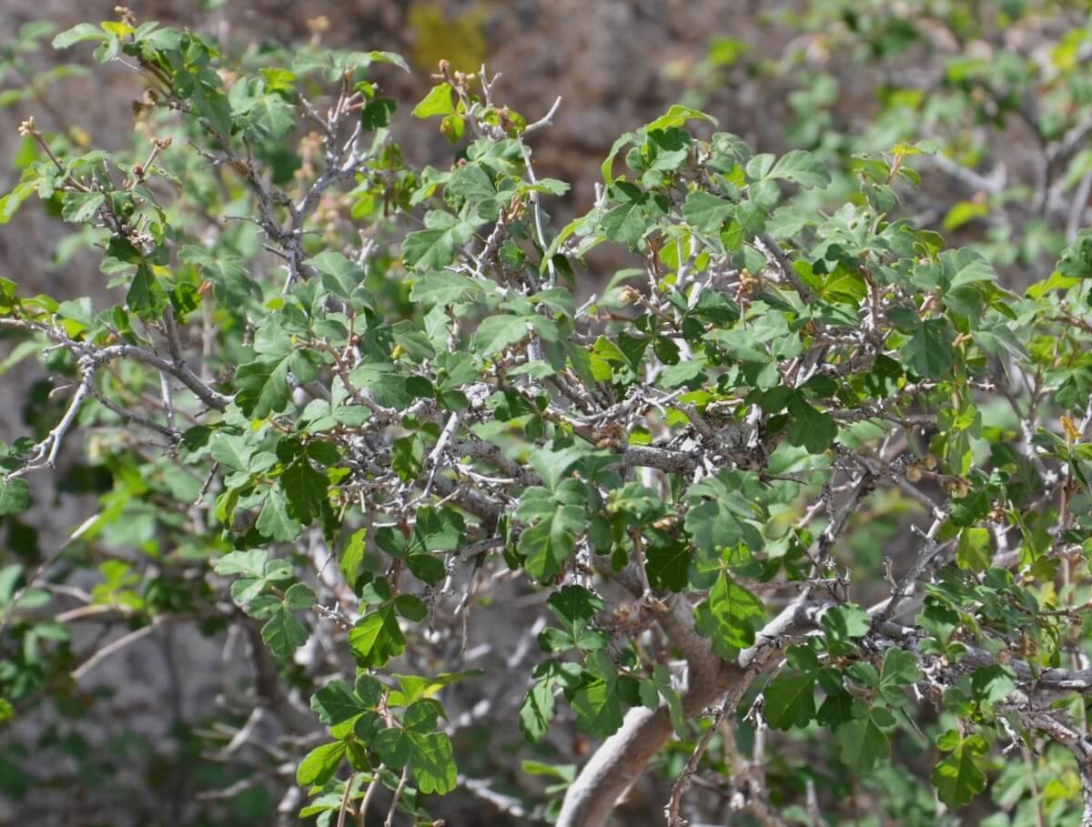 Rhus trilobata, known as sourberry or skunkbush, has leaves that look similar to poison oak. Photo: Pete Veilleux