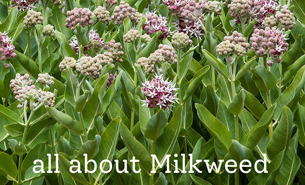 all about Milkweed