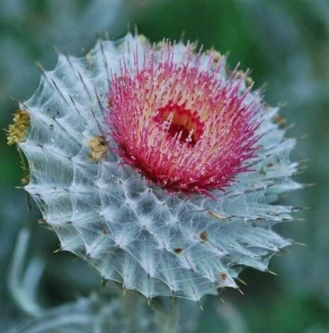 Cobweb Thistle flower