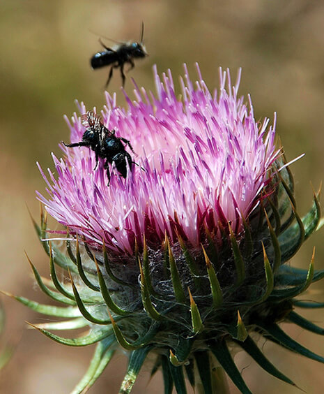 Native bees on thistle