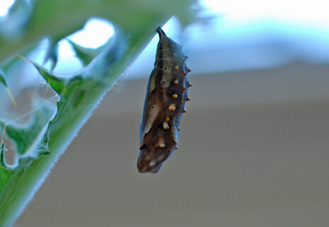 Painted Lady pupa