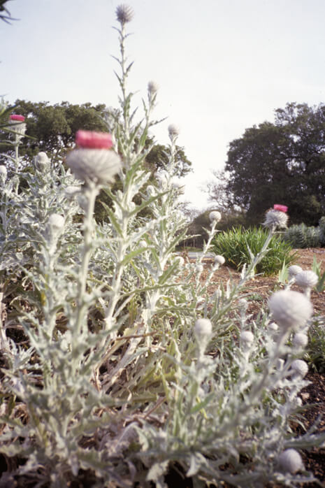 Cobweb Thistle