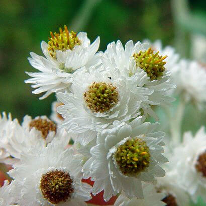close-up of the flowers of Pearly Everlasting