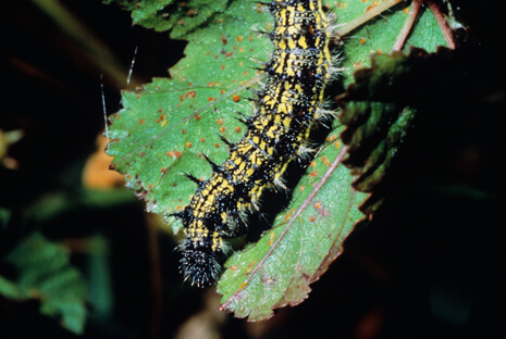  larva of the West Coast lady feeding on a mallow family plant