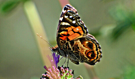 underwing of American Lady butterfly