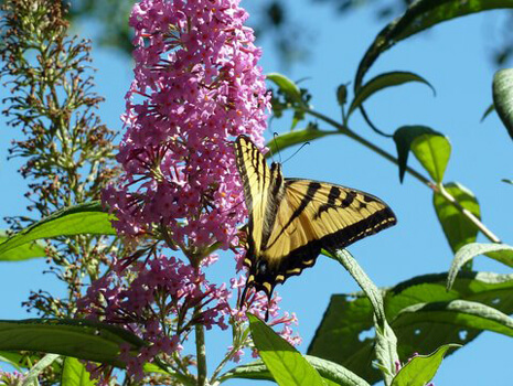 Butterfly Gardening with Nonnative Nectar Plants
