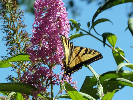 Western Tiger Swallowtail on Buddliea