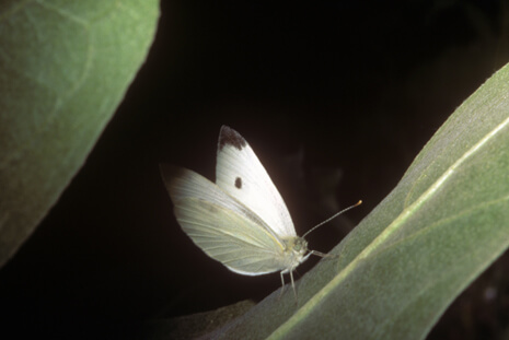 Cabbage White male, photo by Bob Stewart