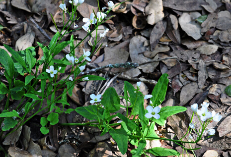 Cardamine (Dentaria) californica var. californica in the Oak Woodland