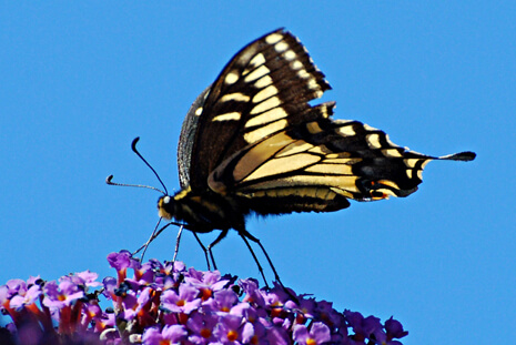 Anise Swallowtail with proboscis extended into a Buddleia flower