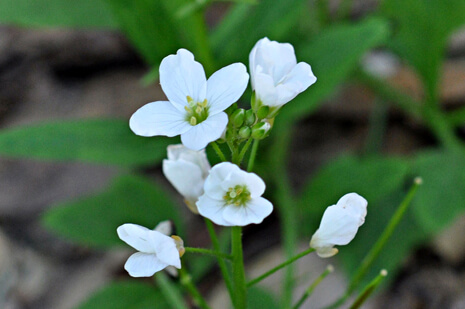 the delicate, fragrant flowers of the Common Milkmaids