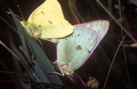 mating pair of Orange Sulfurs - the female is the greenish individual