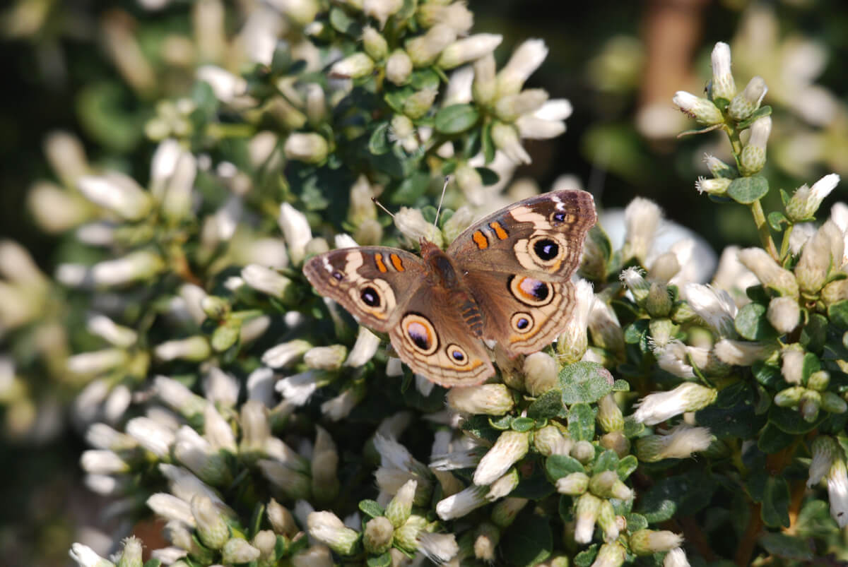 Buckeye butterfly coming to the flowers on Coyote Bush