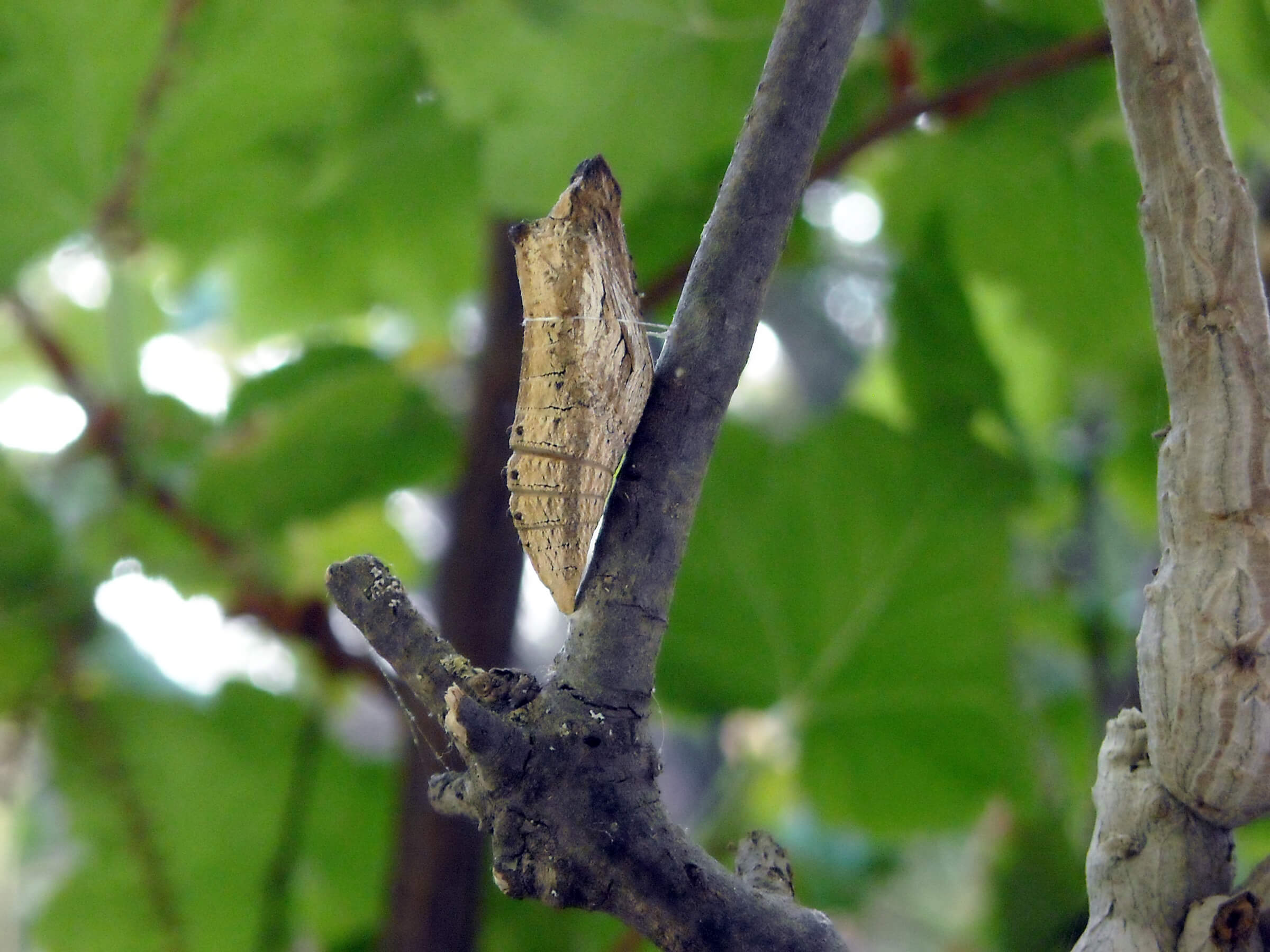 ​The Swallowtaills pupate in a head-up position.