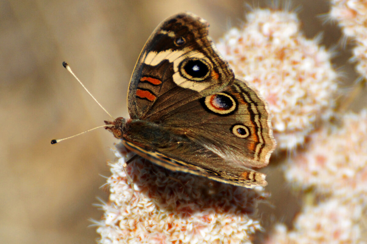 Buckeye butterfly nectaring on Shrubby Buckwheat