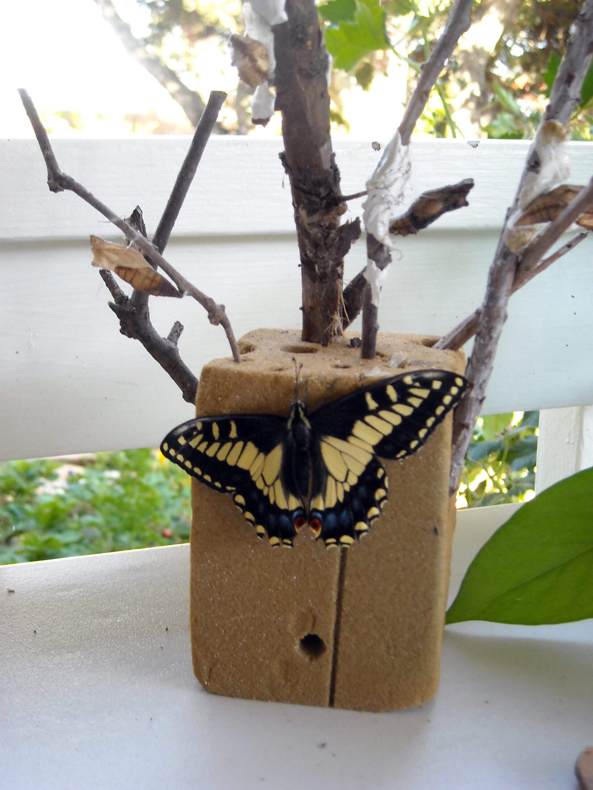 This Anise Swallowtail eclosed from the pupa on the left side - coming out of a diapause that lasted several years.
