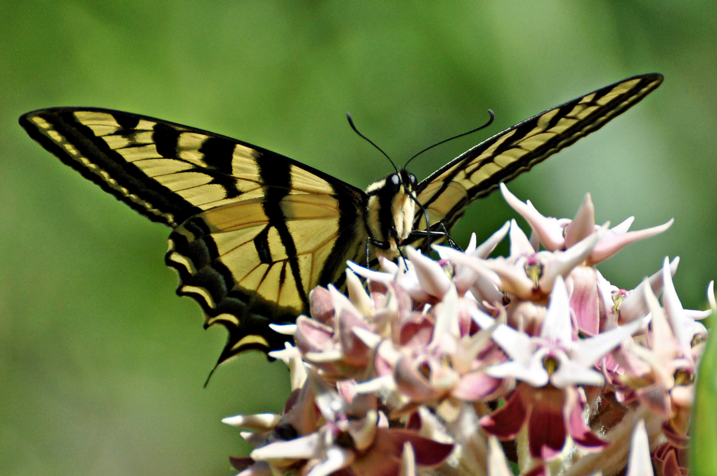 A Western Tiger Swallowtail sipping nectar from the flowers of Showy Milkweed.