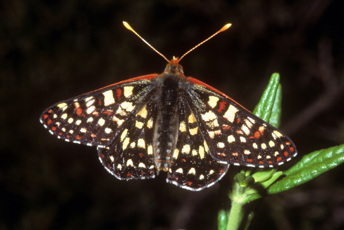 Variable Checkerspot butterfly (photo by Bob Stewart)