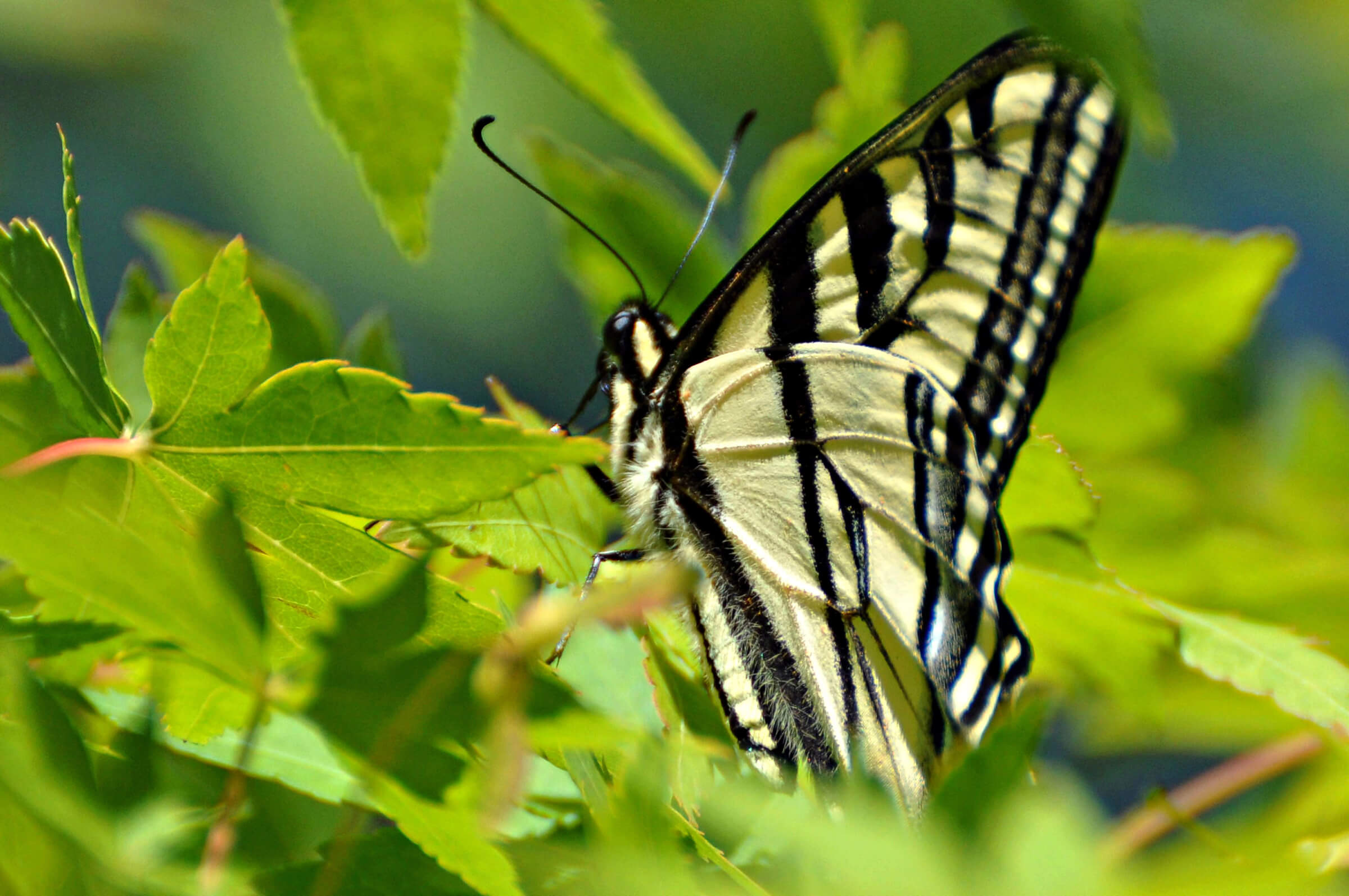 The underwing of a Western Tiger Swallowtail.