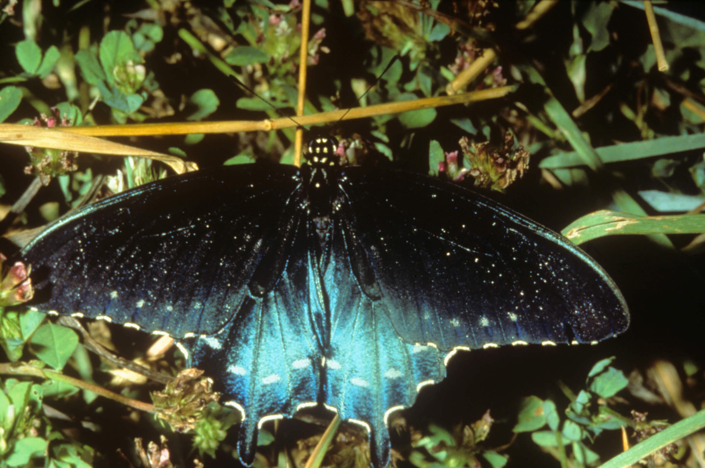 ​The Pipevine Swallowtail shows a beautiful array of bluish colors in the right light; when flying by, it looks almost black. Photo by Bob Stewart.