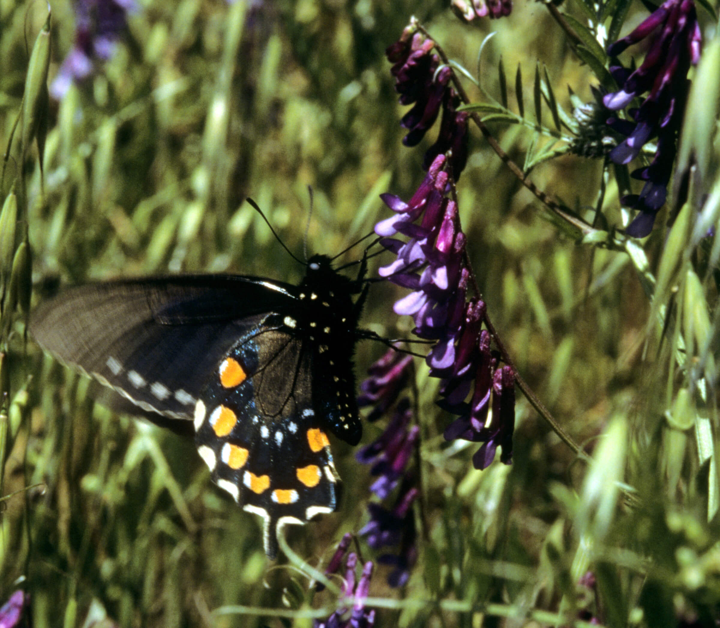 The underwings of the Pipevine Swallowtail display the typical eyespots of this family. Photo by Bob Stewart.