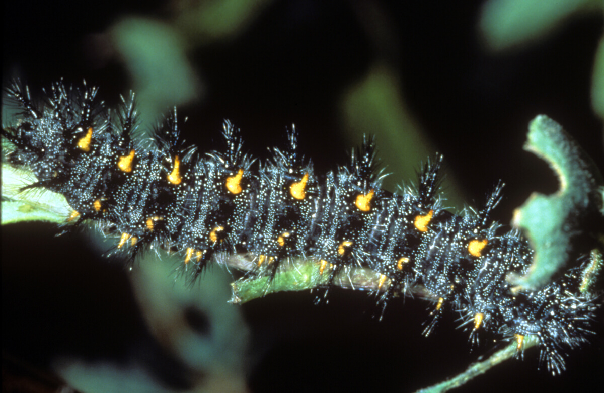 Later instar larva look similar to the Buckeye larvae, but without an orangey head. (photo by Bob Stewart)