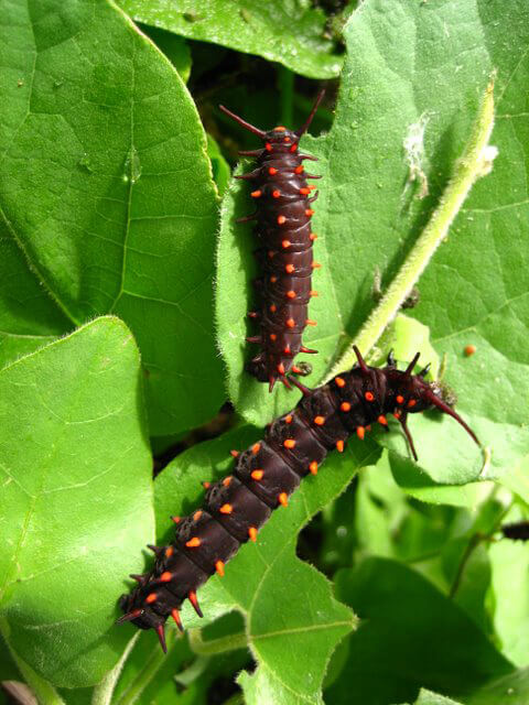 Pipevine Swallowtail larvae feeding on the California Pipevine. Photo by Nancy Hanson. 