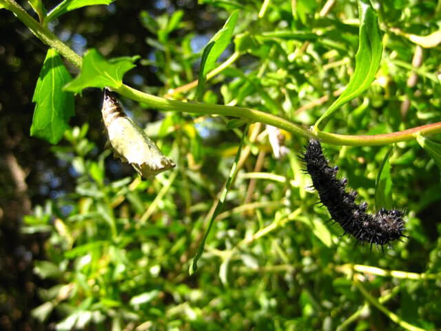 In the photo you can see both the ‘pre-pupal’ stage, and a pupa of the Variable Checkerspot. (photo by Nancy Hanson)
