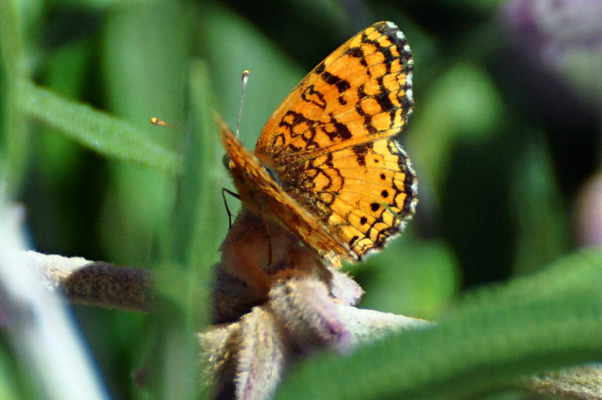 The Mylitta Crescent butterfly