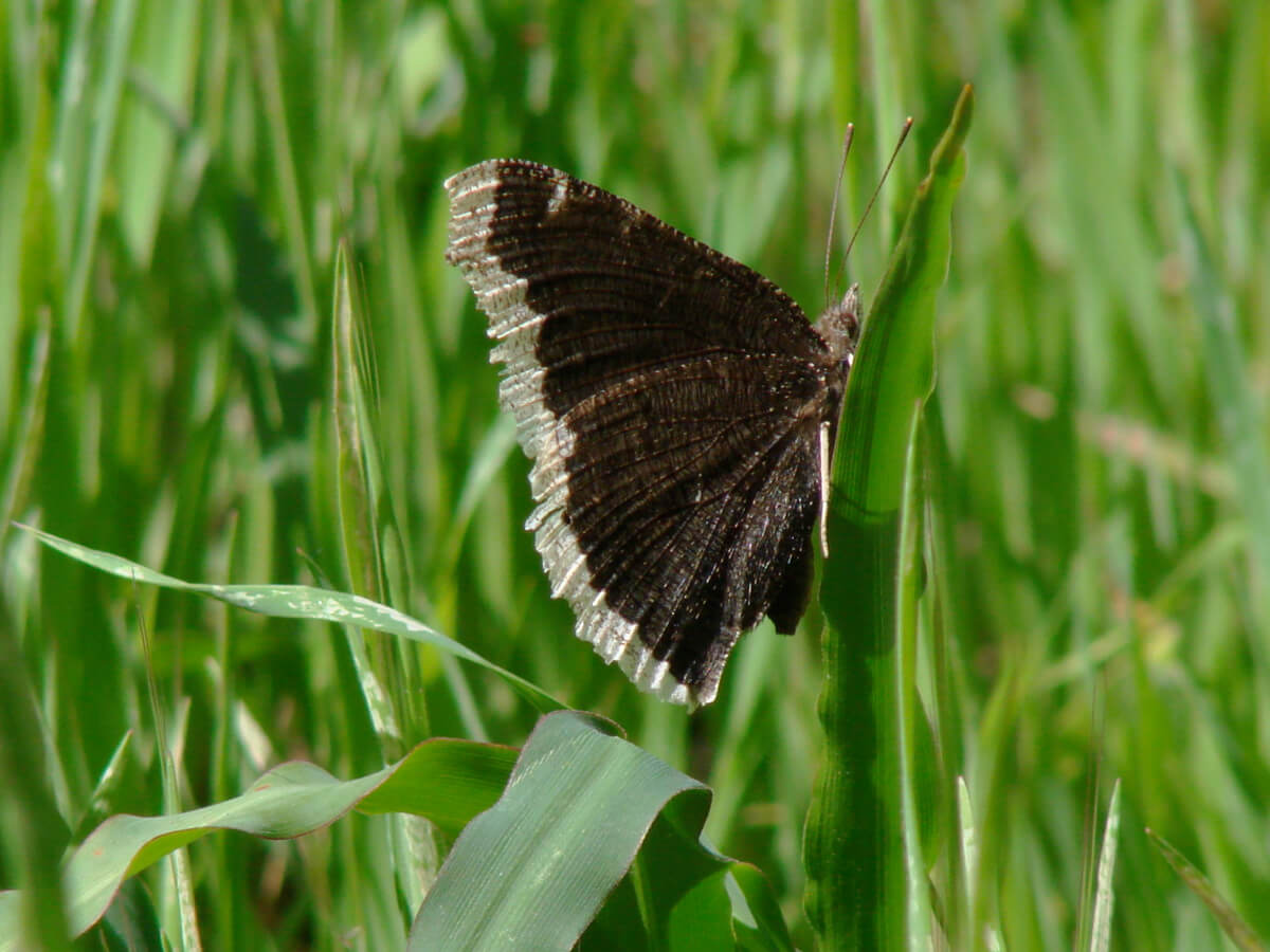​The underwing of the Mourning Cloak blends perfectly with bark or leaf litter.