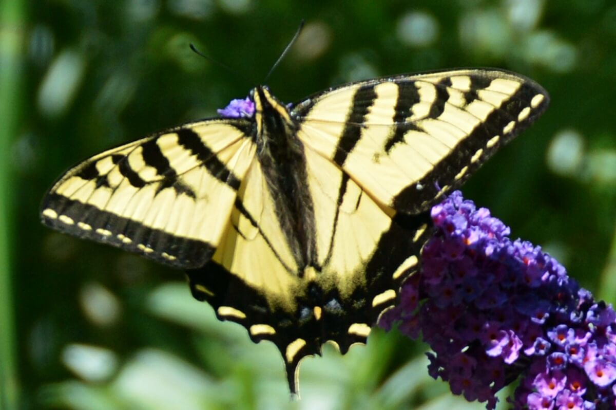 – This fairly fresh Western Tiger Swallowtail has already lost one of its ‘tails’.