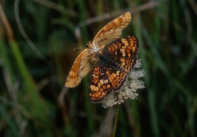 Field Crescent butterflies (photo by Bob Stewart)