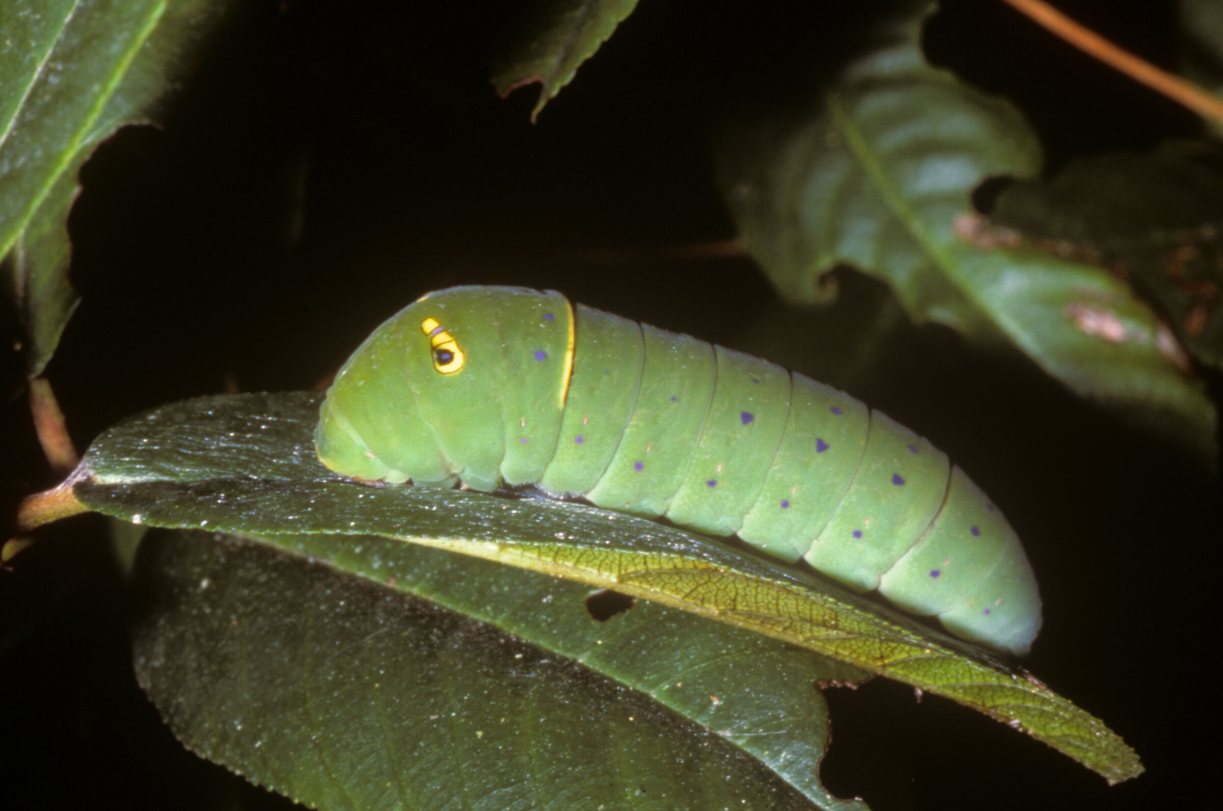 The later instar larva of the Pale Swallowtail display eyespots; presumably to mimic a snake. Photo by Bob Stewart. 