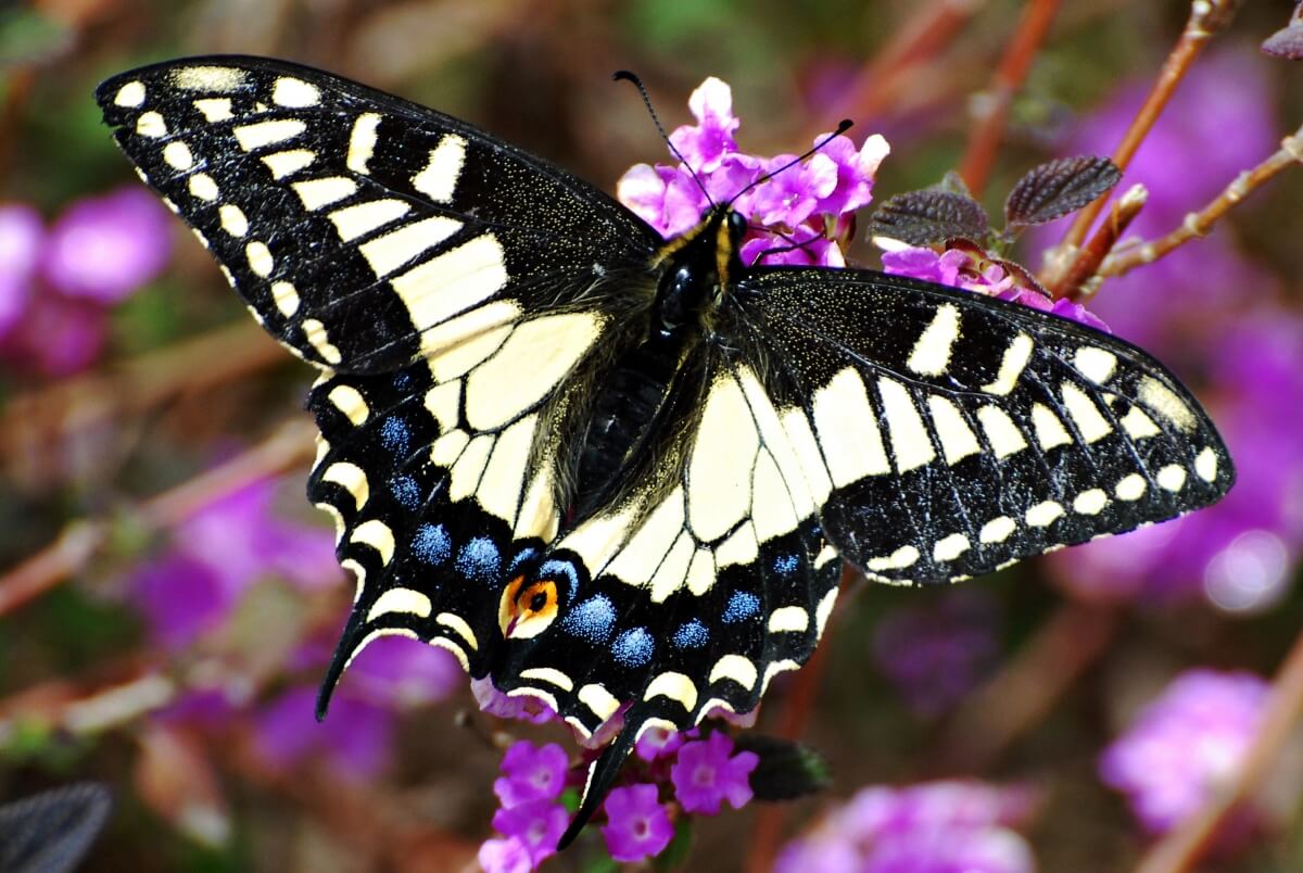 – This is a perfect specimen of the Anise Swallowtail.