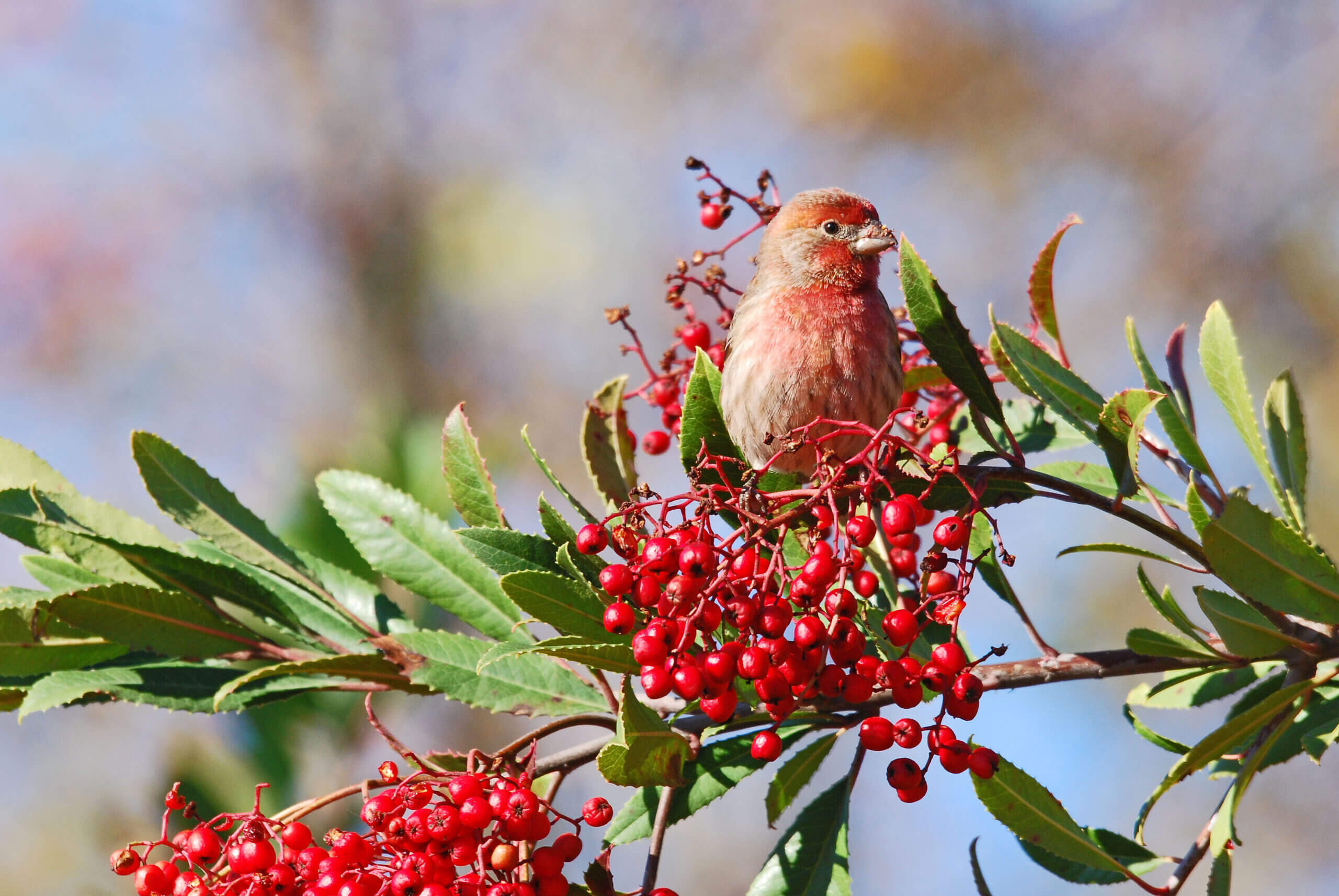 A male House Finch eating Toyon berries