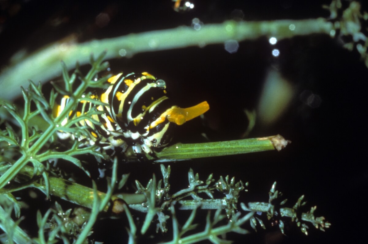 This Anise Swallowtail larva has everted its osmeterium, which releases a foul odor thought to help deter predators. Photo by Bob Stewart