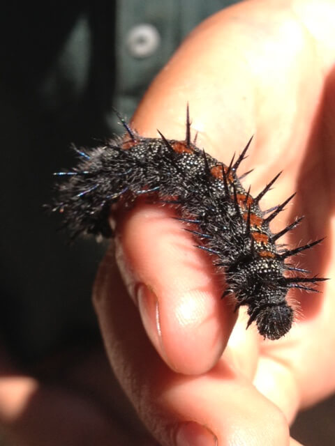 In this photo you can clearly see the six true legs that caterpillars use to handle their food; larvae are also equipped with ‘prolegs’ which give them a good hold on plants.