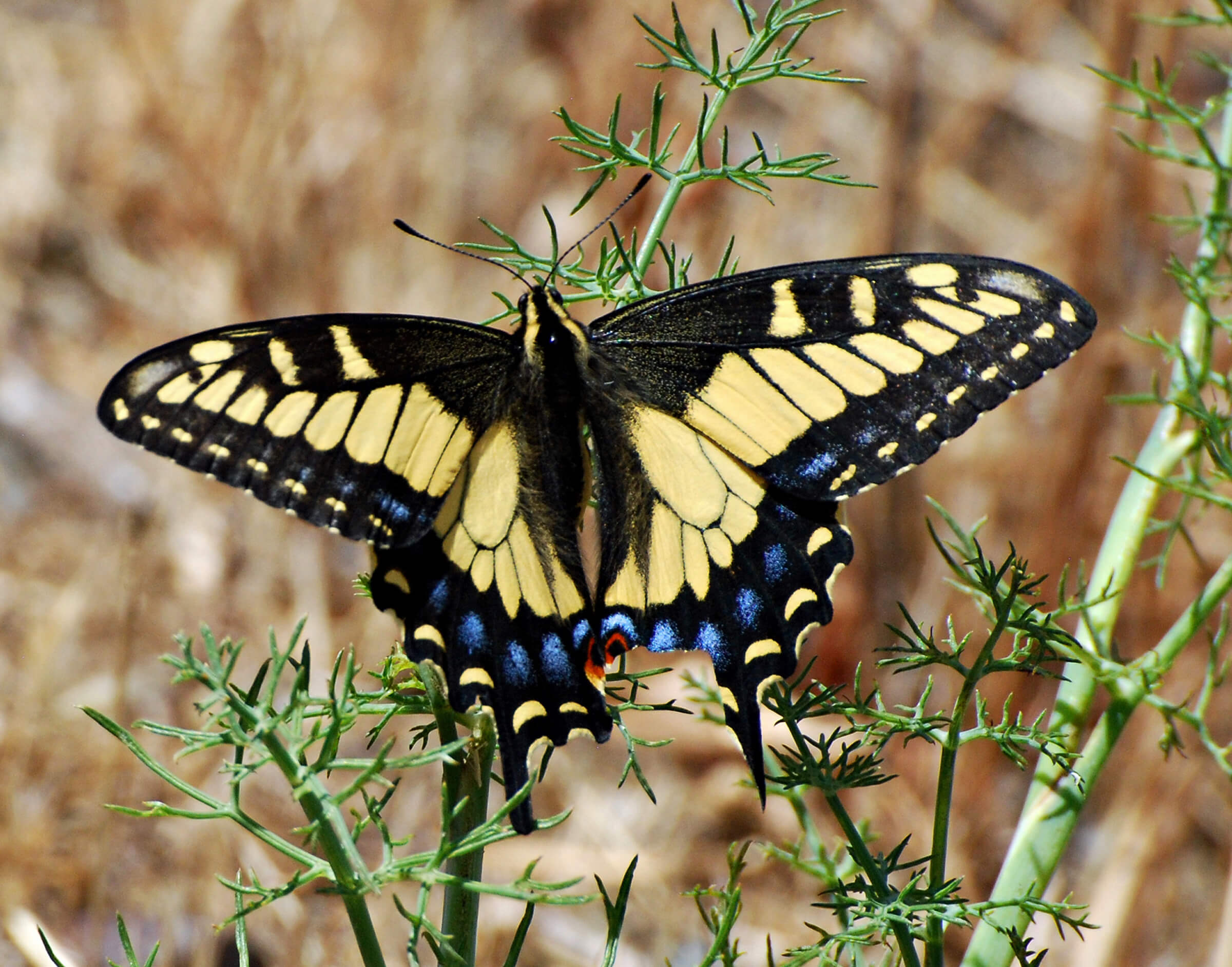 The female butterfly can test the chemical composition of a plant. This Anise Swallowtail is on Sweet Fennel.
