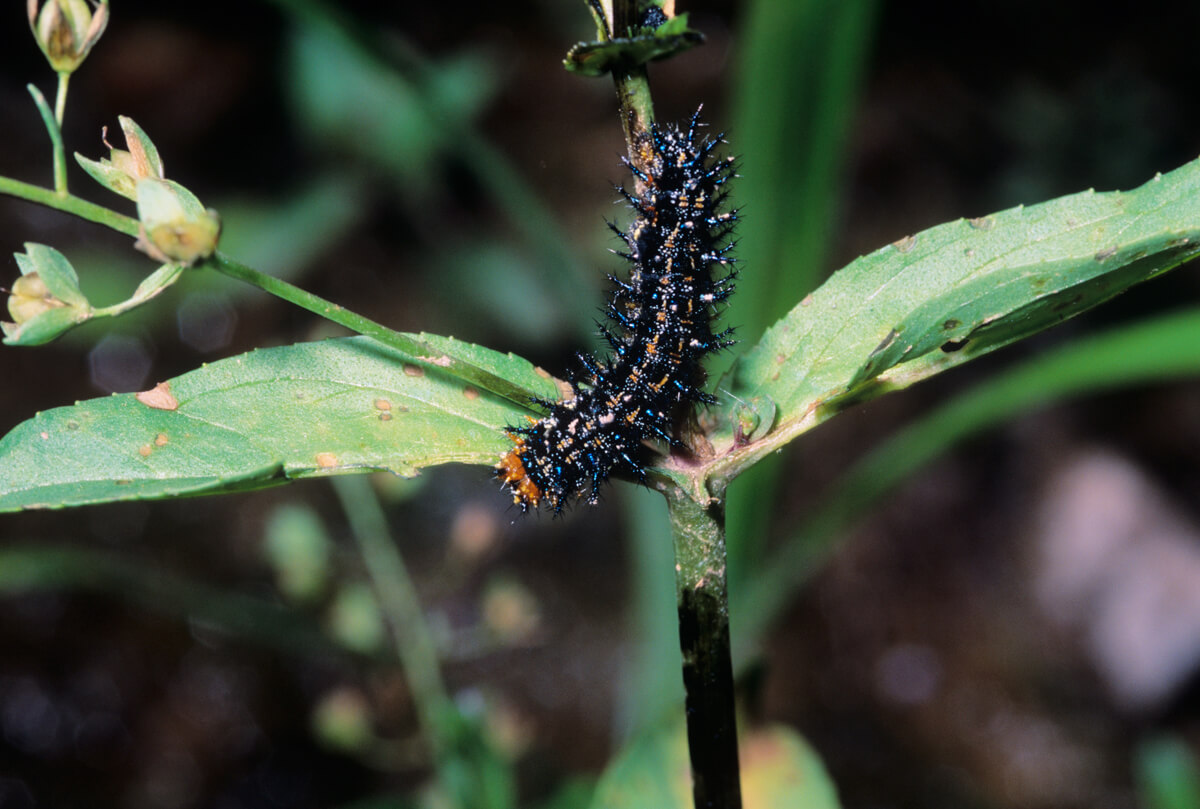 Buckeye larva