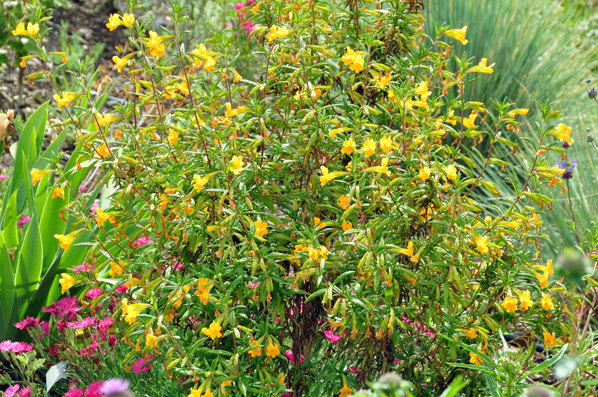 Sticky Monkeyflower in a mixed border planting