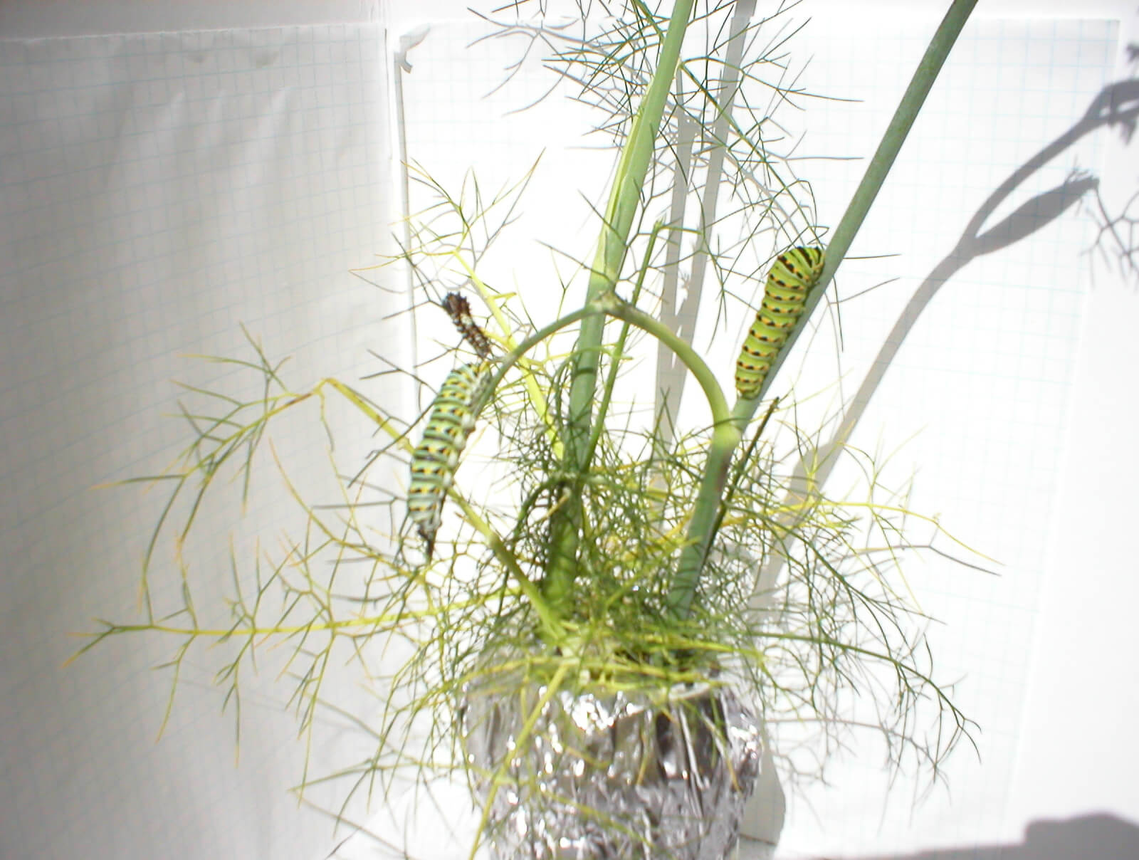 These larvae were raised indoors on Fennel. There are two different instars; the smallest one is only a few days out of the egg, and already about 20 times larger than when it emerged from the egg. The graph paper in the background is a ¼ inch scale.