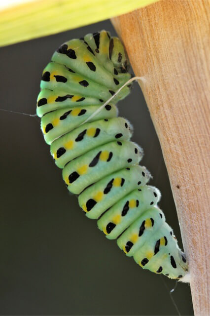 ​Anise Swallowtail larva in the pre-pupal stage. Photo by Phil van Solen