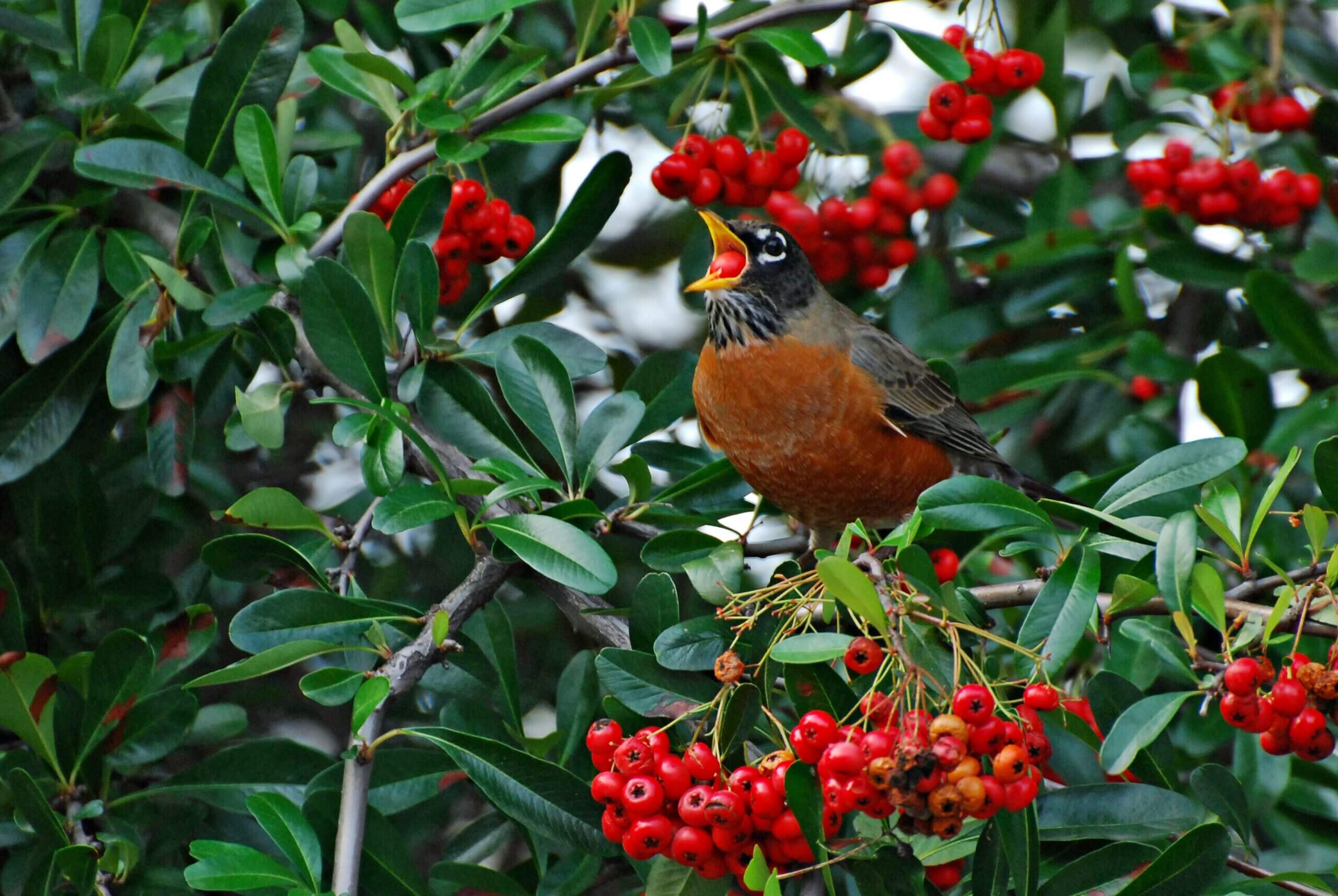 American Robin eating a Pyracantha berry
