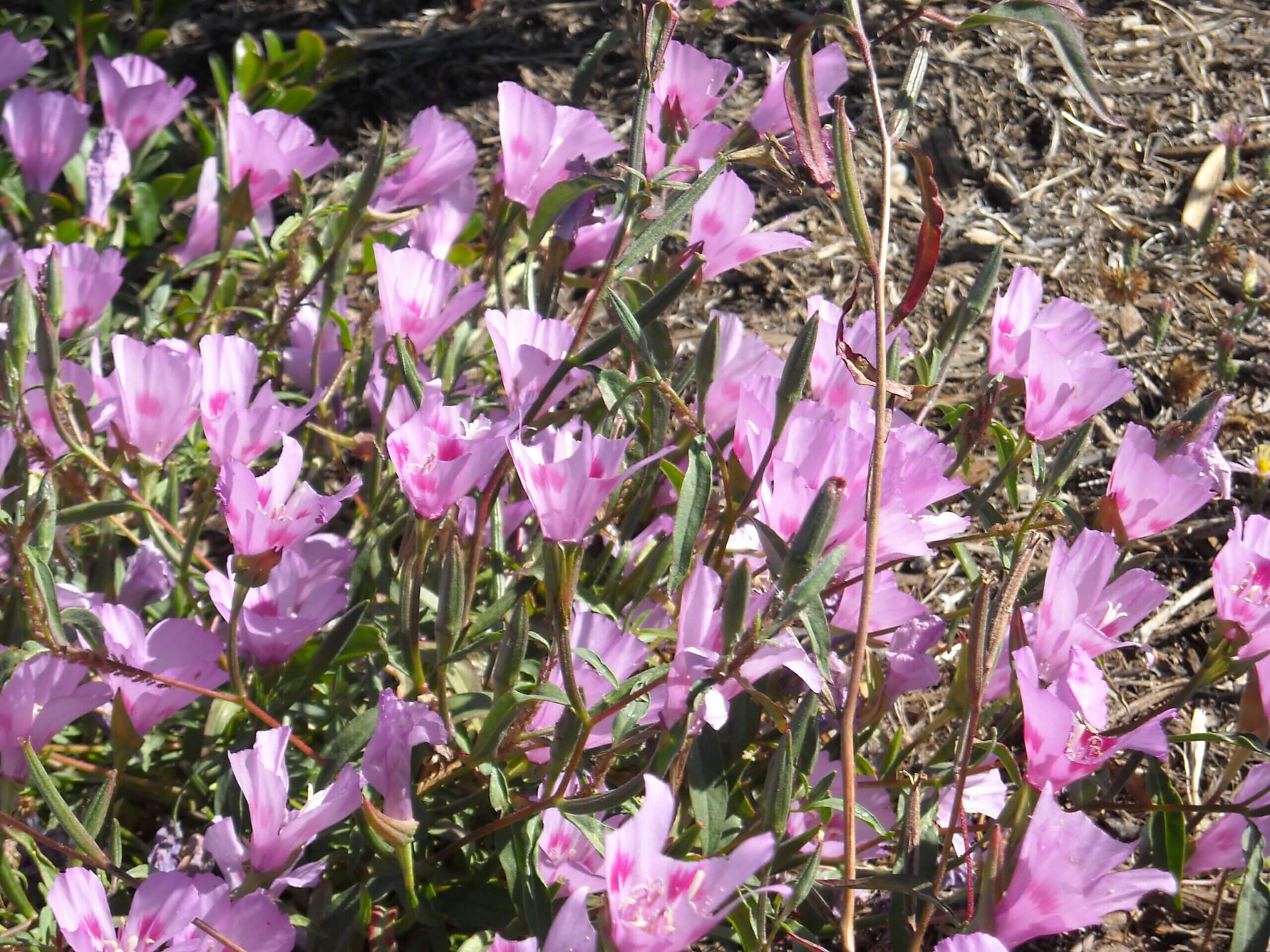 Clarkia amoena var. huntiana