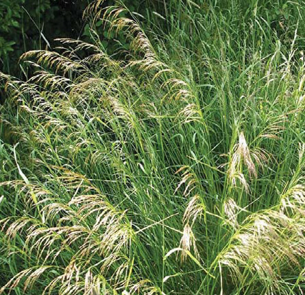 Deschampsia cespitosa ssp. cespitosa