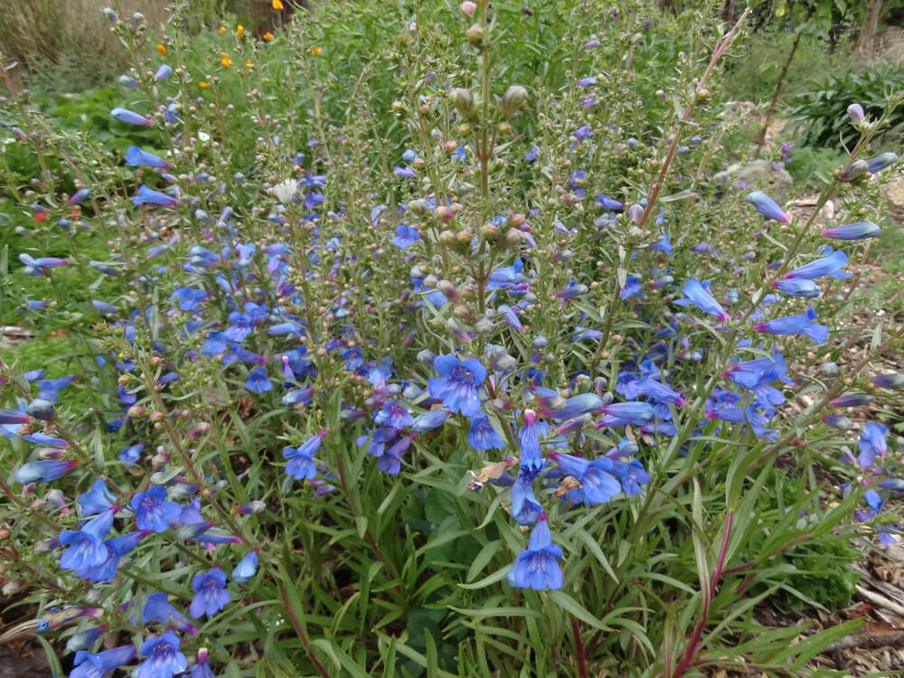 Penstemon heterophyllus