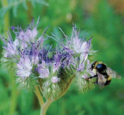 Phacelia tanacetifolia