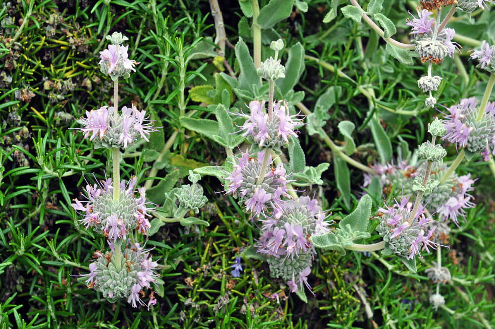 Salvia leucophylla, Purple Sage