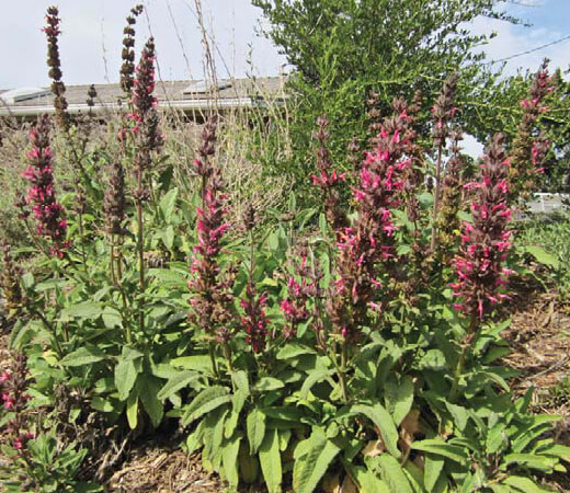 Salvia spathacea